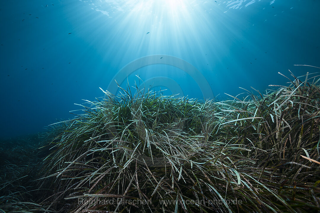 Ecosystem Seagrass Meadows, Vis Island, Mediterranean Sea, Croatia