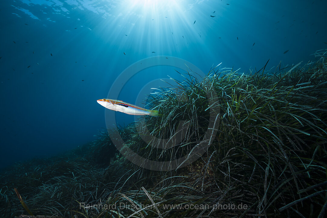 Ecosystem Seagrass Meadows, Vis Island, Mediterranean Sea, Croatia