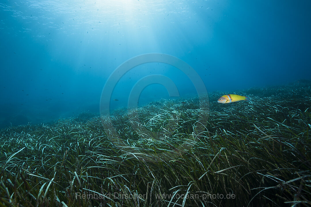 Oekosystem Seegraswiese, Insel Vis, Mittelmeer, Kroatien