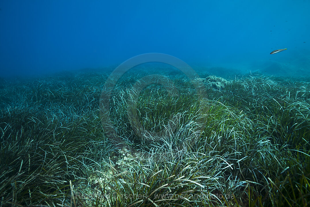 Oekosystem Seegraswiese, Insel Vis, Mittelmeer, Kroatien