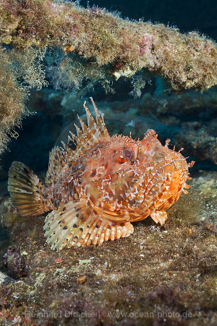 Grosser Roter Drachenkopf am Teti Wrack, Scorpaena scrofa, Insel Vis, Mittelmeer, Kroatien