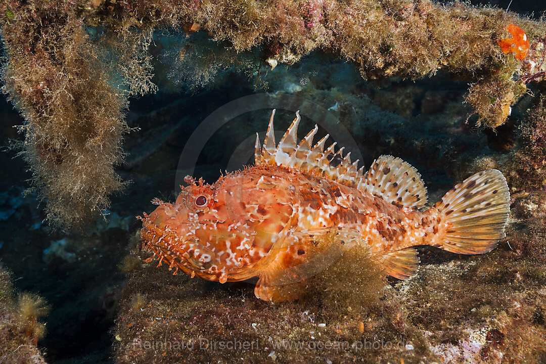 Red Scorpionfish at Teti Wreck, Scorpaena scrofa, Vis Island, Mediterranean Sea, Croatia