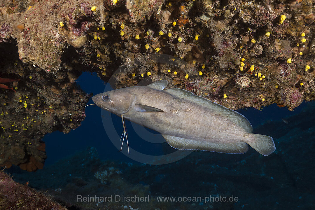 Dunkler Gabeldorsch am Teti Wrack, Phycis phycis, Insel Vis, Mittelmeer, Kroatien