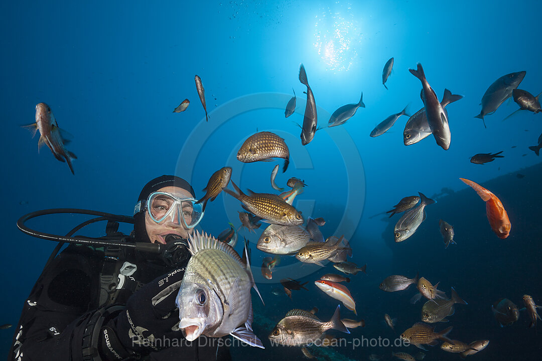 Fischschwarm am Teti Wrack, Insel Vis, Mittelmeer, Kroatien