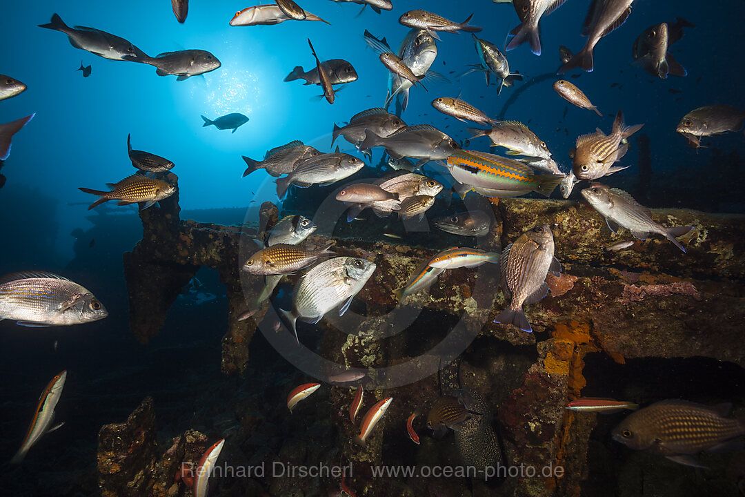 Fischschwarm am Teti Wrack, Insel Vis, Mittelmeer, Kroatien