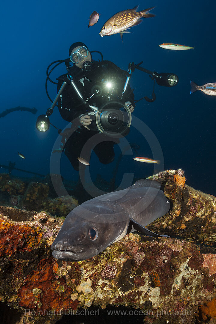 Conger Meeraal am Teti Wrack, Conger conger, Insel Vis, Mittelmeer, Kroatien