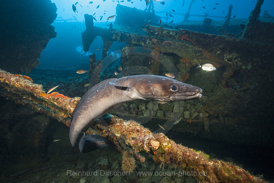 European Conger at Teti Wreck, Conger conger, Vis Island, Mediterranean Sea, Croatia