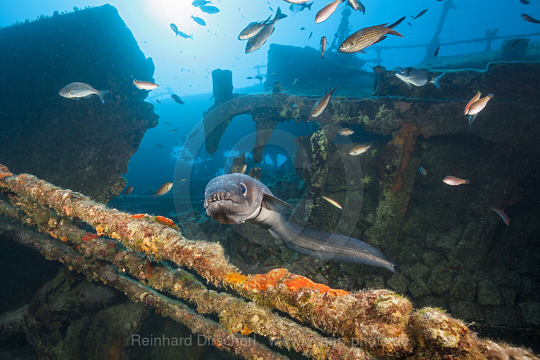 European Conger at Teti Wreck, Conger conger, Vis Island, Mediterranean Sea, Croatia