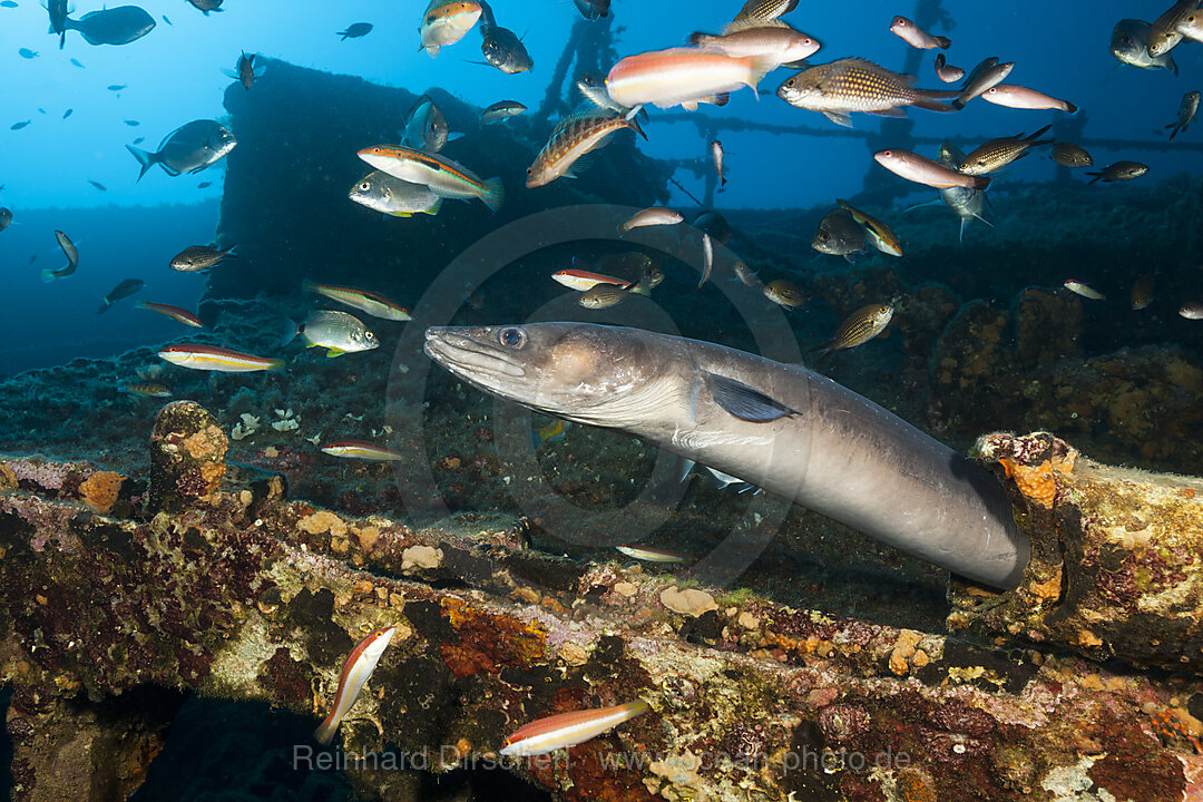 European Conger at Teti Wreck, Conger conger, Vis Island, Mediterranean Sea, Croatia