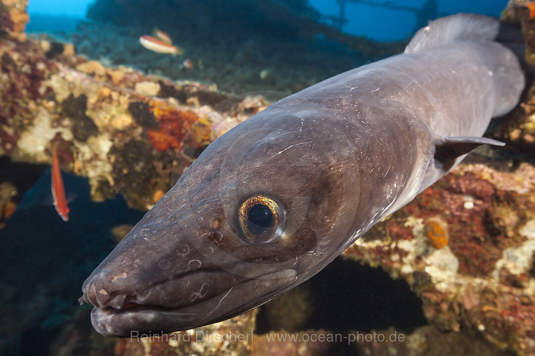 European Conger at Teti Wreck, Conger conger, Vis Island, Mediterranean Sea, Croatia