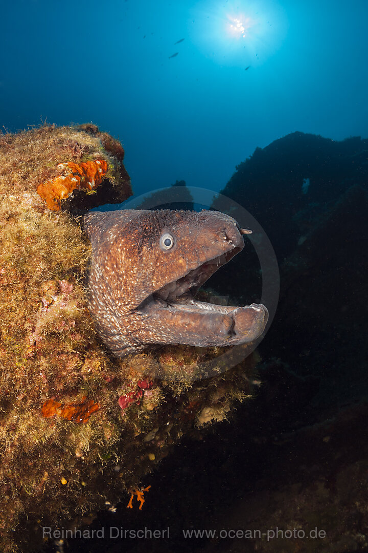 Brown Moray at Teti Wreck, Gymnothorax unicolor, Vis Island, Mediterranean Sea, Croatia