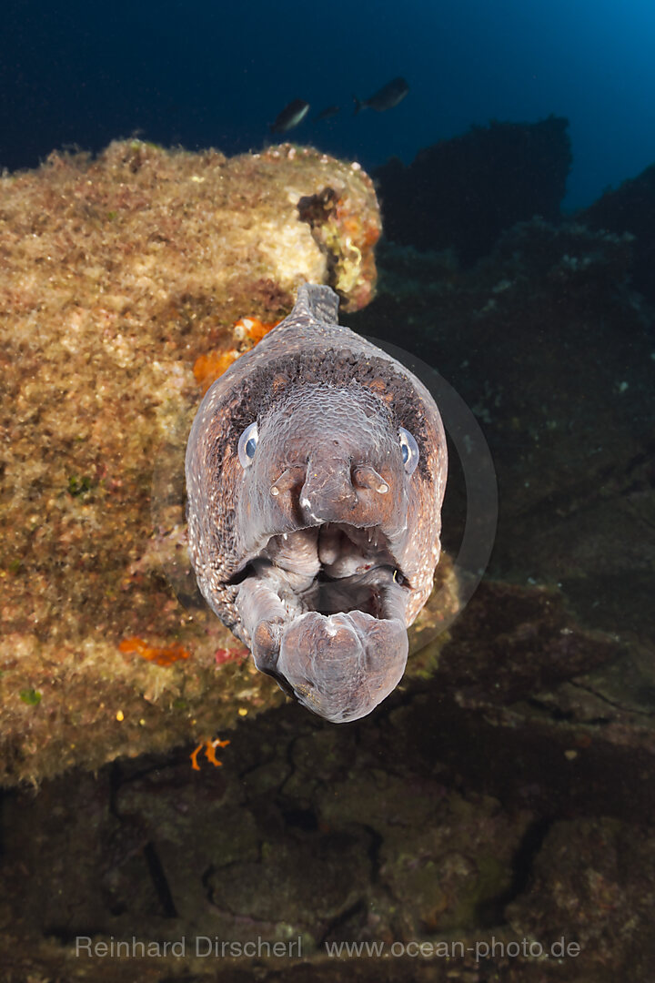 Braune Muraene am Teti Wrack, Gymnothorax unicolor, Insel Vis, Mittelmeer, Kroatien