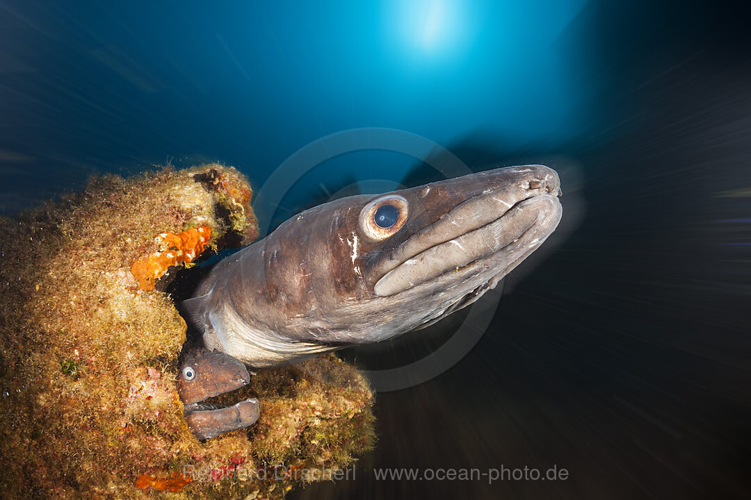 European Congeran Brown Moray at Teti Wreck, Conger conger, Vis Island, Mediterranean Sea, Croatia