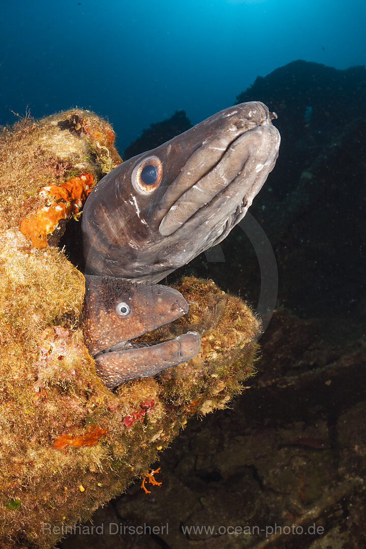Conger Meeraal und Braune Muraene am Teti Wrack, Conger conger, Insel Vis, Mittelmeer, Kroatien