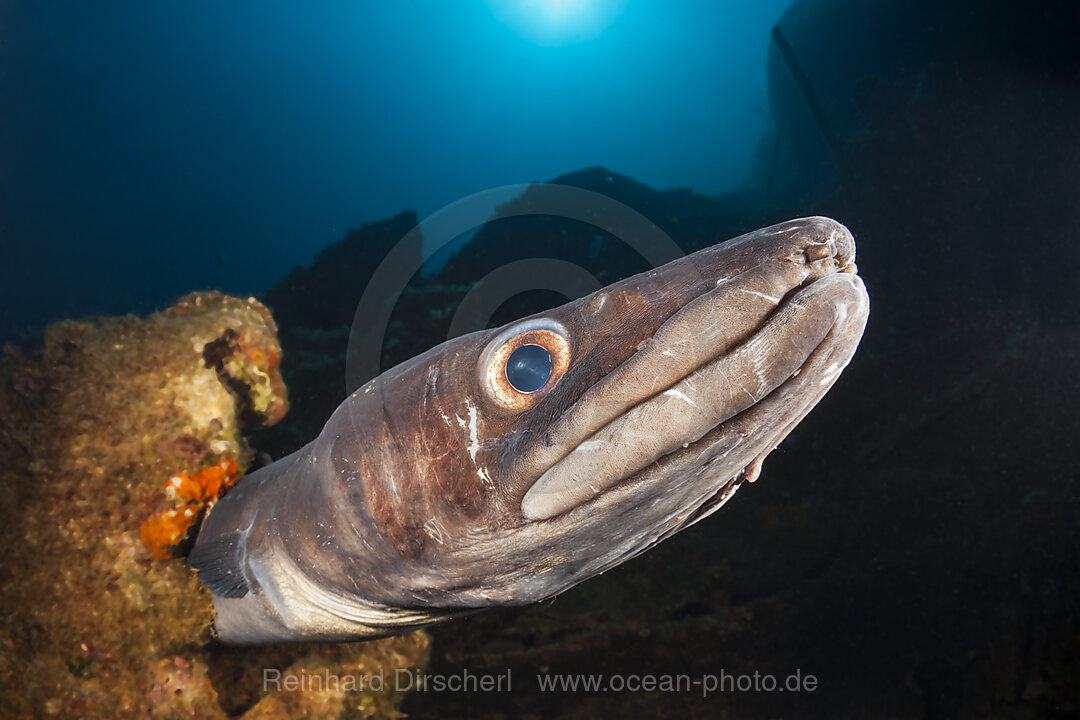 European Conger at Teti Wreck, Conger conger, Vis Island, Mediterranean Sea, Croatia