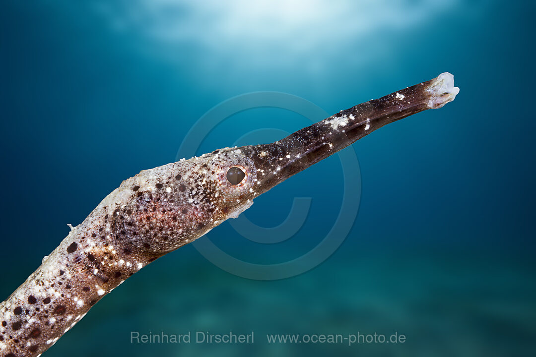 Portrait of Pipefish, Raja Ampat, West Papua, Indonesia