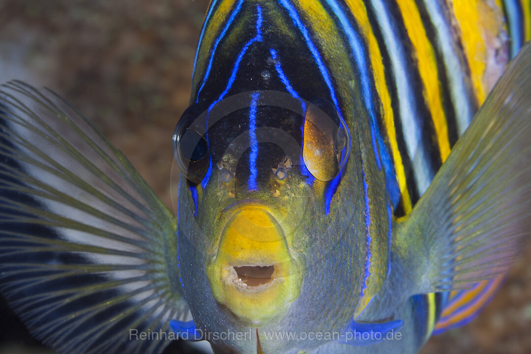 Pfauenaugen-Kaiserfisch, Pygoplites diacanthus, Raja Ampat, West Papua, Indonesien