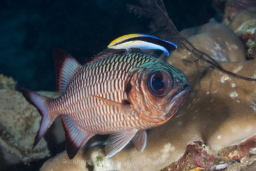 Putzerfisch reinigt Soldatenfisch, Labroides dimidiatus, Raja Ampat, West Papua, Indonesien