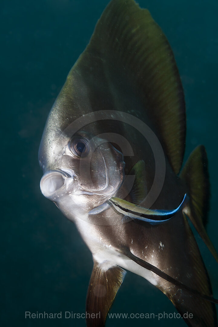 Putzerfisch reinigt Soldatenfisch, Labroides dimidiatus, Raja Ampat, West Papua, Indonesien