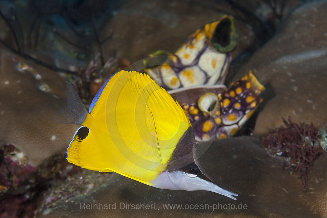 Langmaul-Pinzettfisch, Forcipiger longirostris, Raja Ampat, West Papua, Indonesien