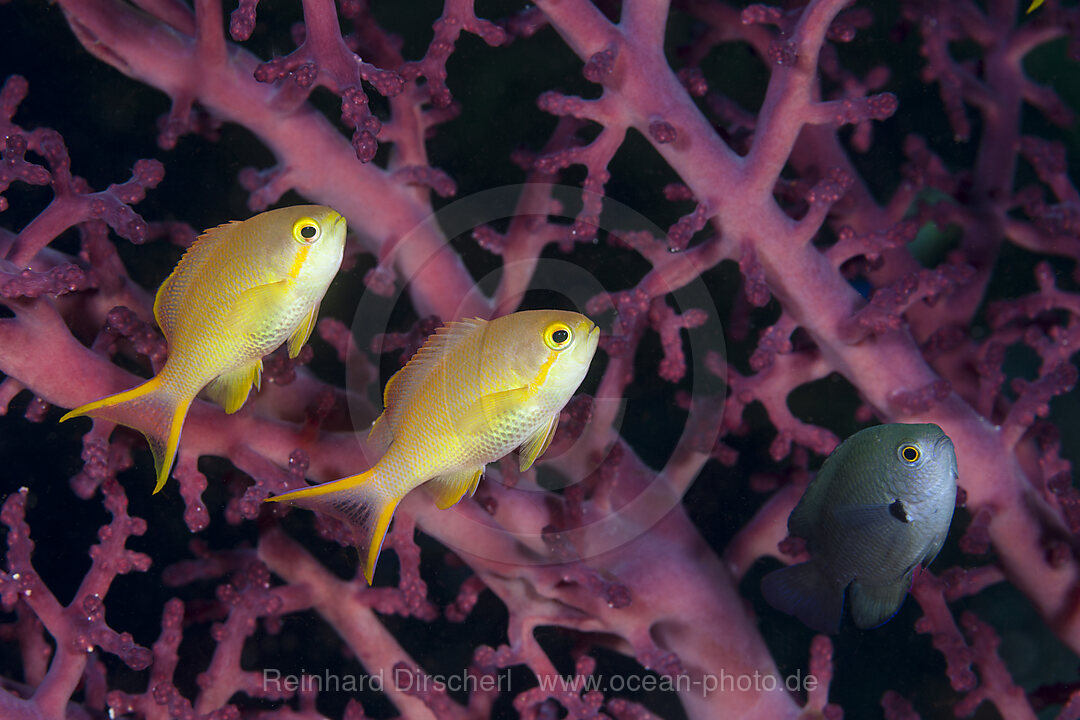 Grüne Fahnenbarsche, Weibchen, Pseudanthias huchtii, Raja Ampat, West Papua, Indonesien