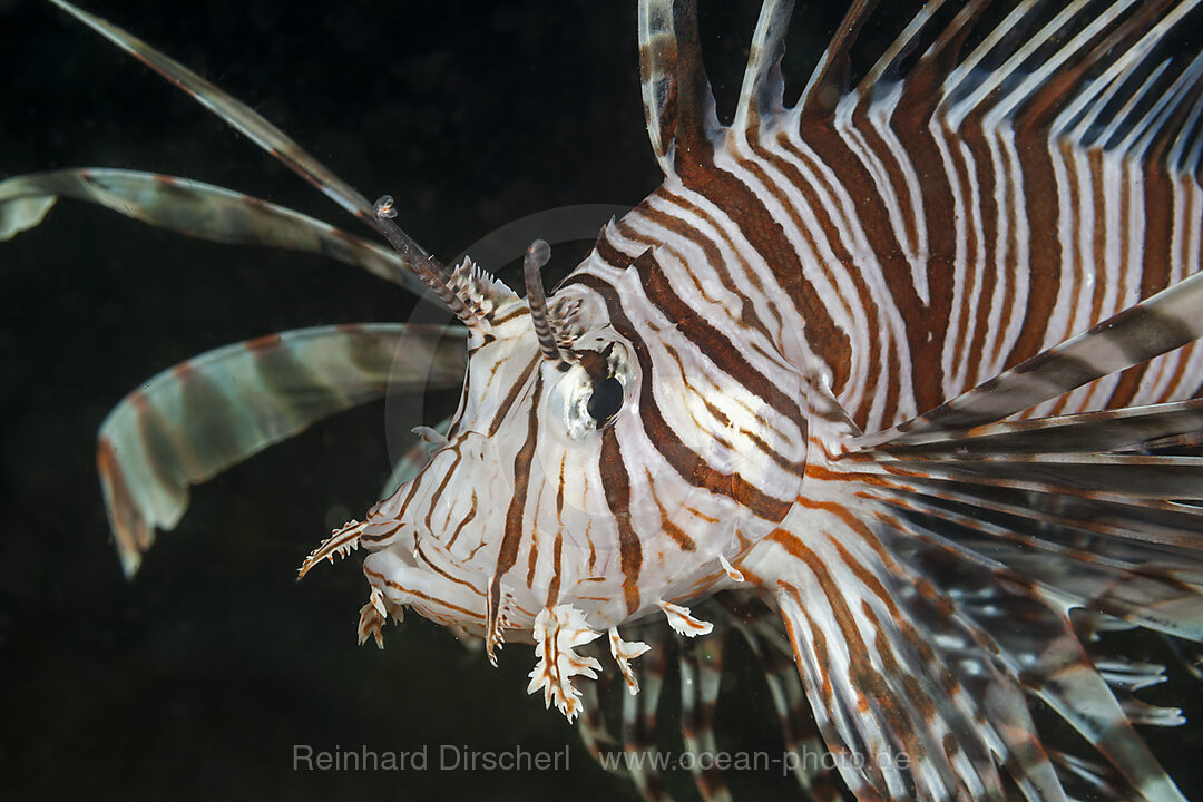 Rotfeuerfisch, Pterois volitans, Raja Ampat, West Papua, Indonesien