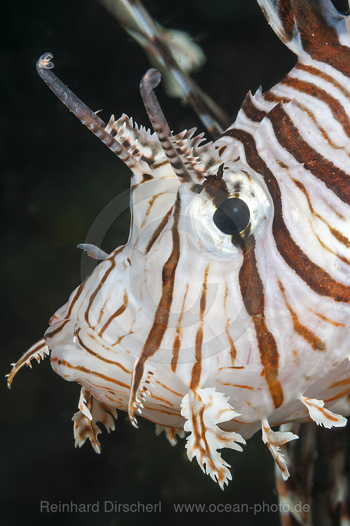 Rotfeuerfisch, Pterois volitans, Raja Ampat, West Papua, Indonesien