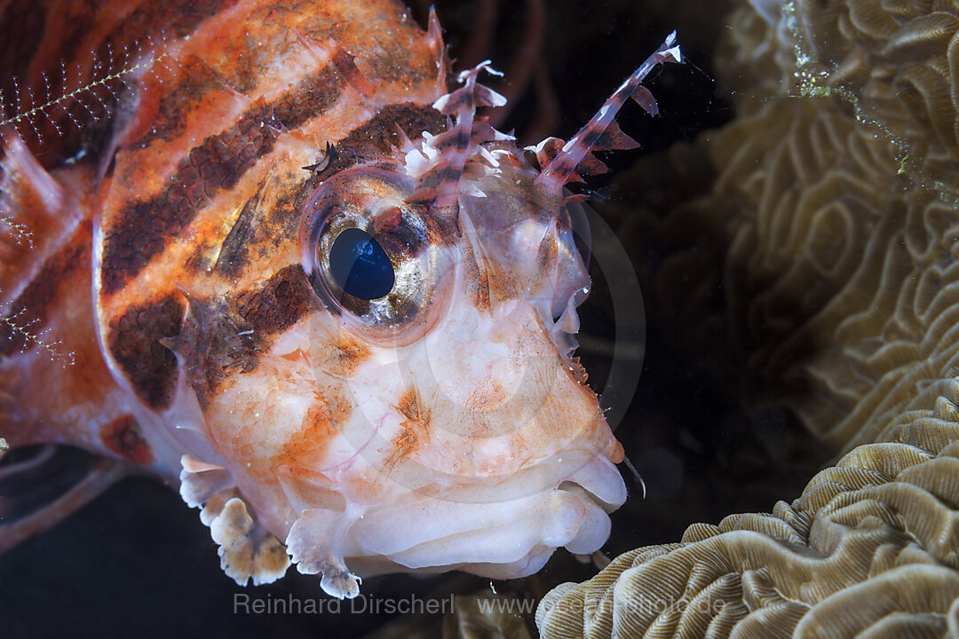 Kurzflossen-Zwergfeuerfisch, Dendrochirus brachypterus, Raja Ampat, West Papua, Indonesien