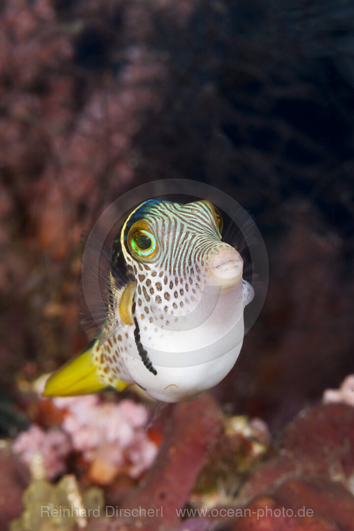 Sattel-Spitzkopfkugelfisch, Canthigaster valentini, Raja Ampat, West Papua, Indonesien