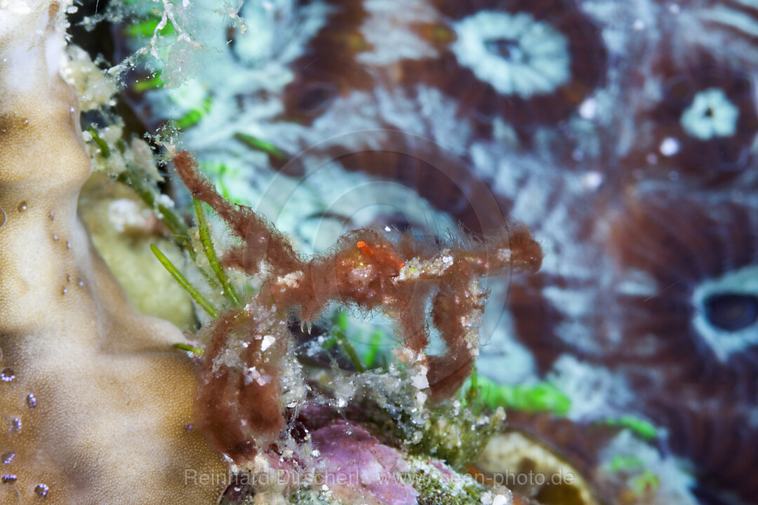 Orang-Utan Krabbe, Achaeus japonicus, Raja Ampat, West Papua, Indonesien