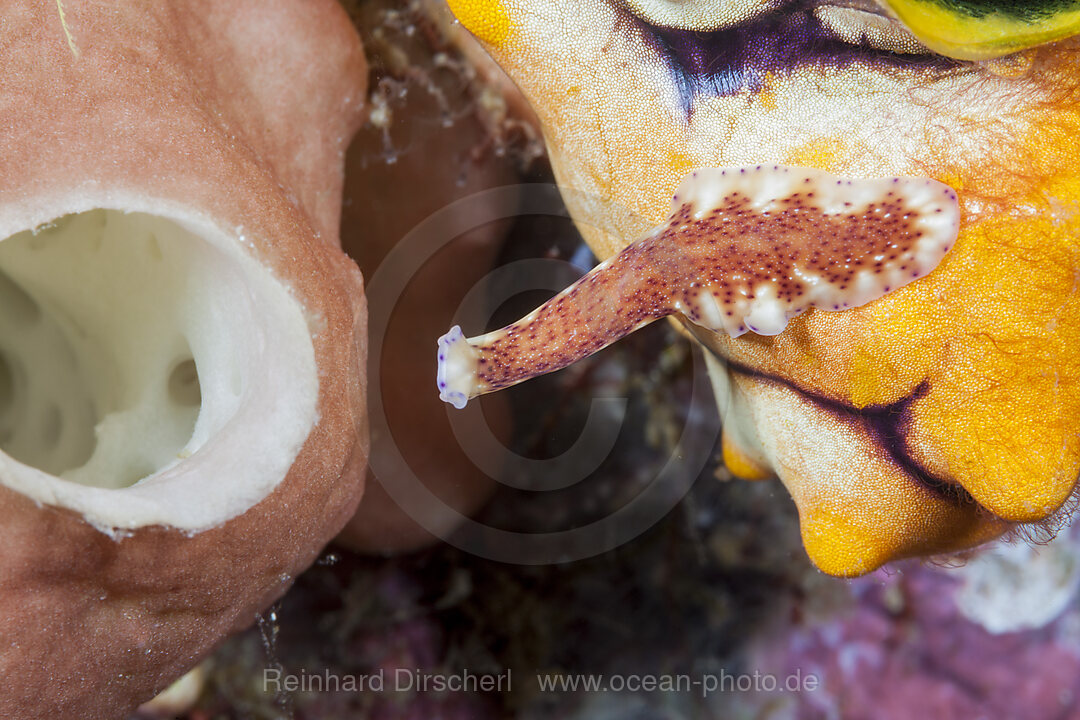 Plattwurm kriecht am Riff, Pceudoceros sp., Raja Ampat, West Papua, Indonesien