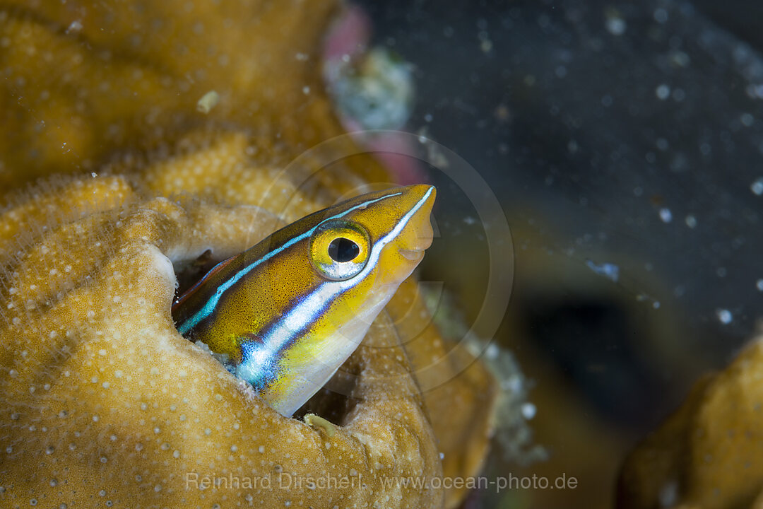 Blaustreifen-Saebelzahnschleimfisch, Plagiotremus rhinorhynchos, Raja Ampat, West Papua, Indonesien