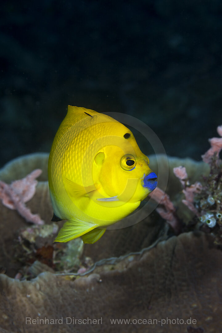 Gelber Dreipunkt-Kaiserfisch, apolemichthys trimaculatus, Raja Ampat, West Papua, Indonesien