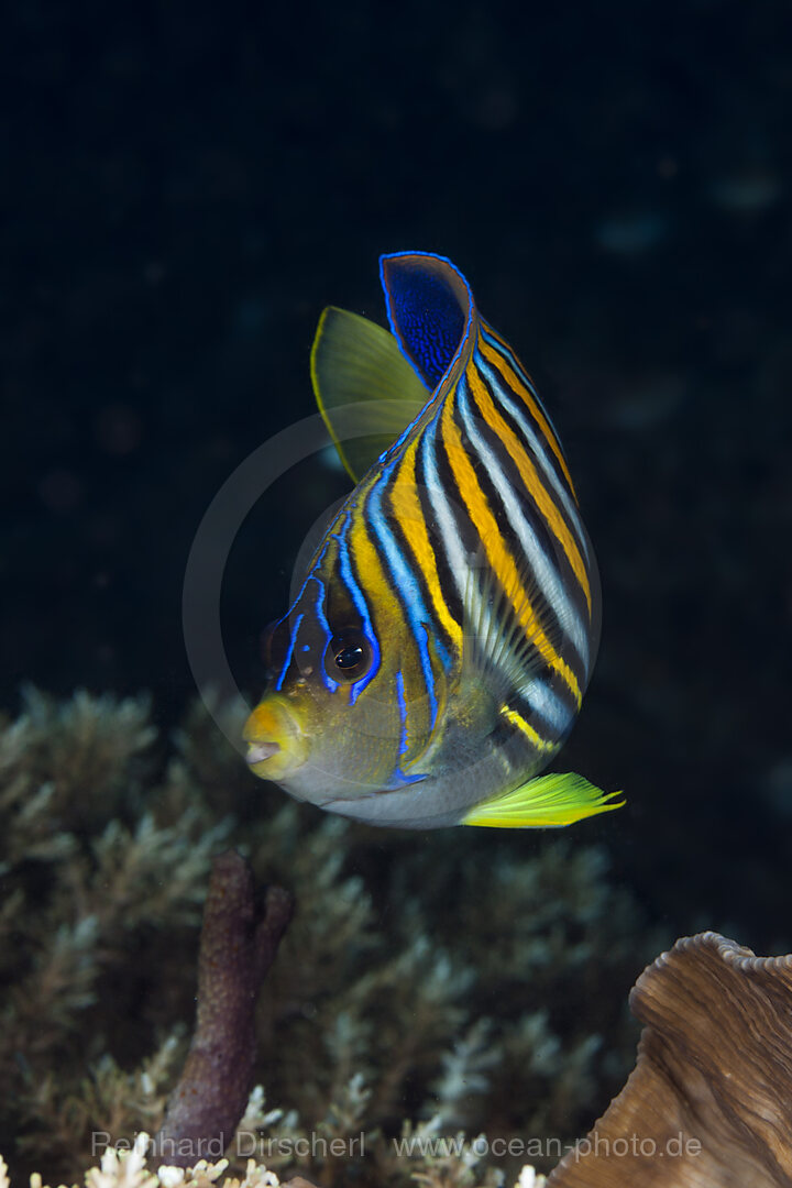 Pfauenaugen-Kaiserfisch, Pygoplites diacanthus, Raja Ampat, West Papua, Indonesien