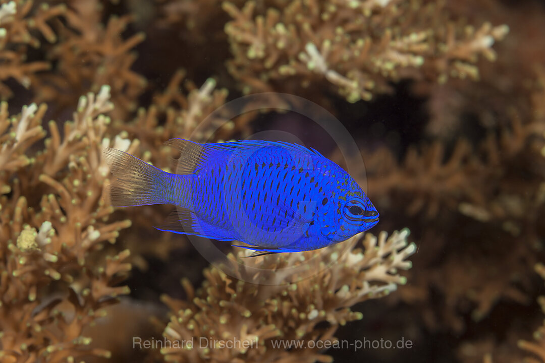 Saphir Demoiselle, Chrysiptera cyanea, Raja Ampat, West Papua, Indonesien