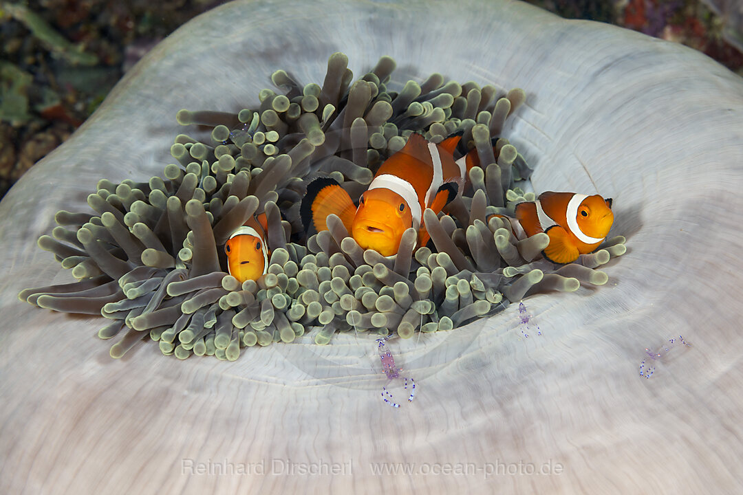 Clown Anemonefish in Magnificent Sea Anemone, Amphiprion ocellaris, Raja Ampat, West Papua, Indonesia