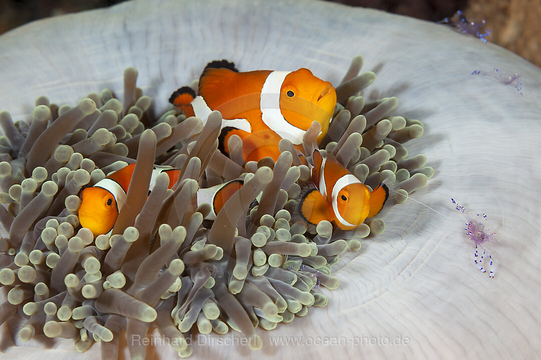 Orange-Ringel-Anemonenfische in Prachtanemone, Amphiprion ocellaris, Raja Ampat, West Papua, Indonesien