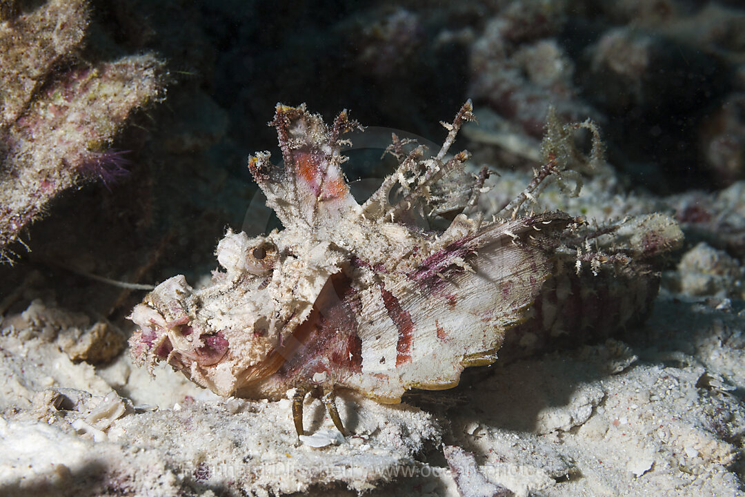 Teufels-Skorpionfisch, Inimicus caledonicus, Raja Ampat, West Papua, Indonesien