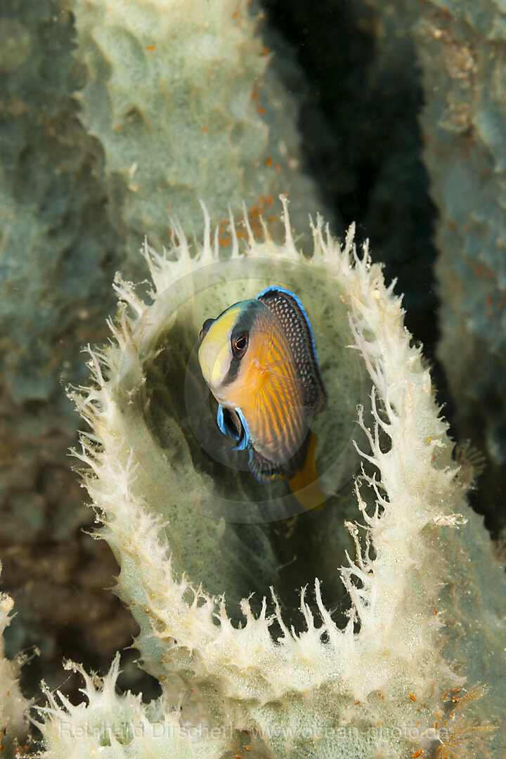 Pracht-Zwergbarsch, Pseudochromis splendens, Raja Ampat, West Papua, Indonesien