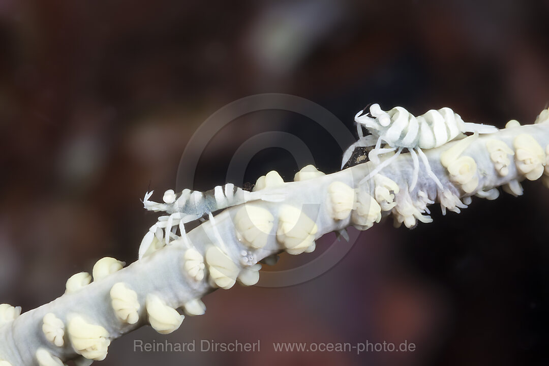 Partnergarnelen einer Schwarzen Koralle, Pontonides unciger, Raja Ampat, West Papua, Indonesien