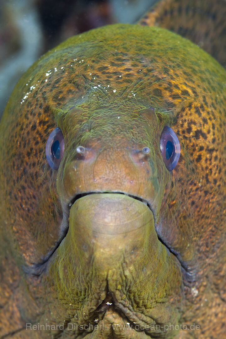 Riesenmuraene, Gymnothorax javanicus, Raja Ampat, West Papua, Indonesien