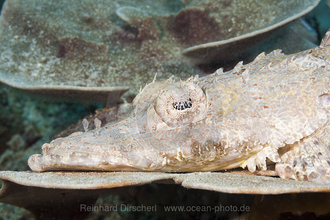 Krokodilfisch, Cymbacephalus beauforti, Raja Ampat, West Papua, Indonesien