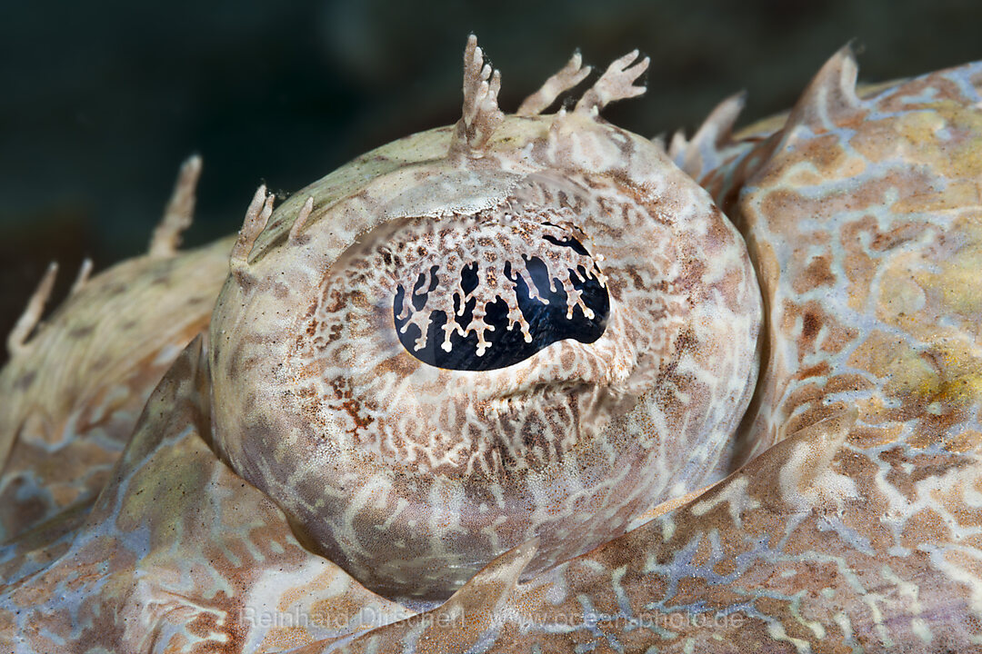 Auge eines Krokodilfisch, Cymbacephalus beauforti, Raja Ampat, West Papua, Indonesien