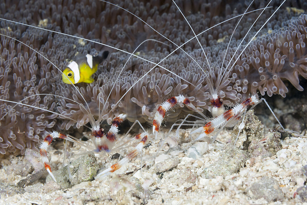 Pair of Banded Cleaner Shrimp, Stenopus hispidus, Raja Ampat, West Papua, Indonesia