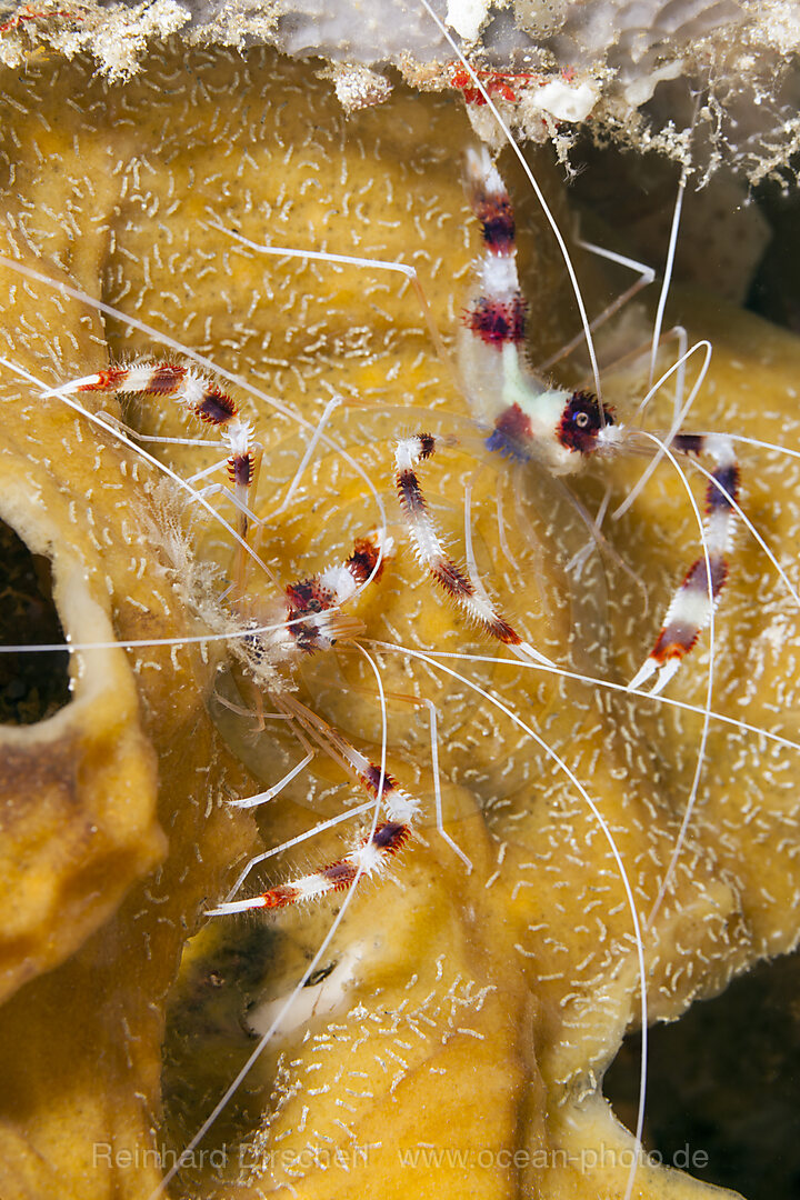 Gebaenderte Scherengarnelen, Stenopus hispidus, Raja Ampat, West Papua, Indonesien