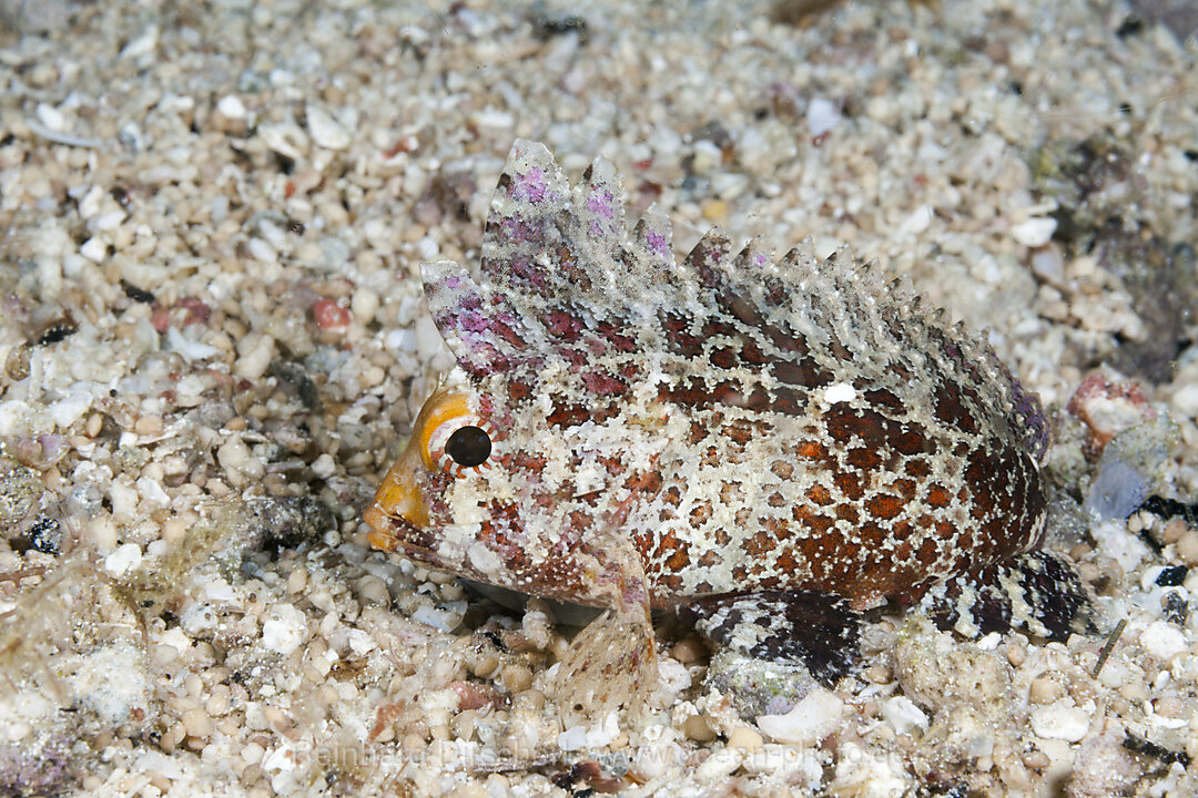 Langstrahlen-Stirnflosser, Paracentropogon longispinis, Raja Ampat, West Papua, Indonesien