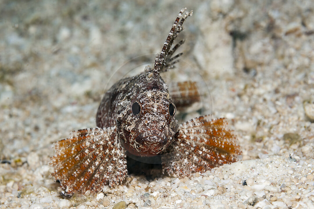 Langstrahlen-Stirnflosser, Paracentropogon longispinis, Raja Ampat, West Papua, Indonesien