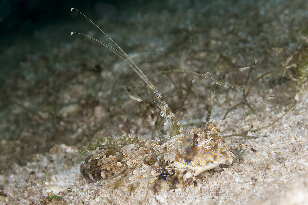 Finger-Leierfisch, Dactylopus dactylopus, Raja Ampat, West Papua, Indonesien