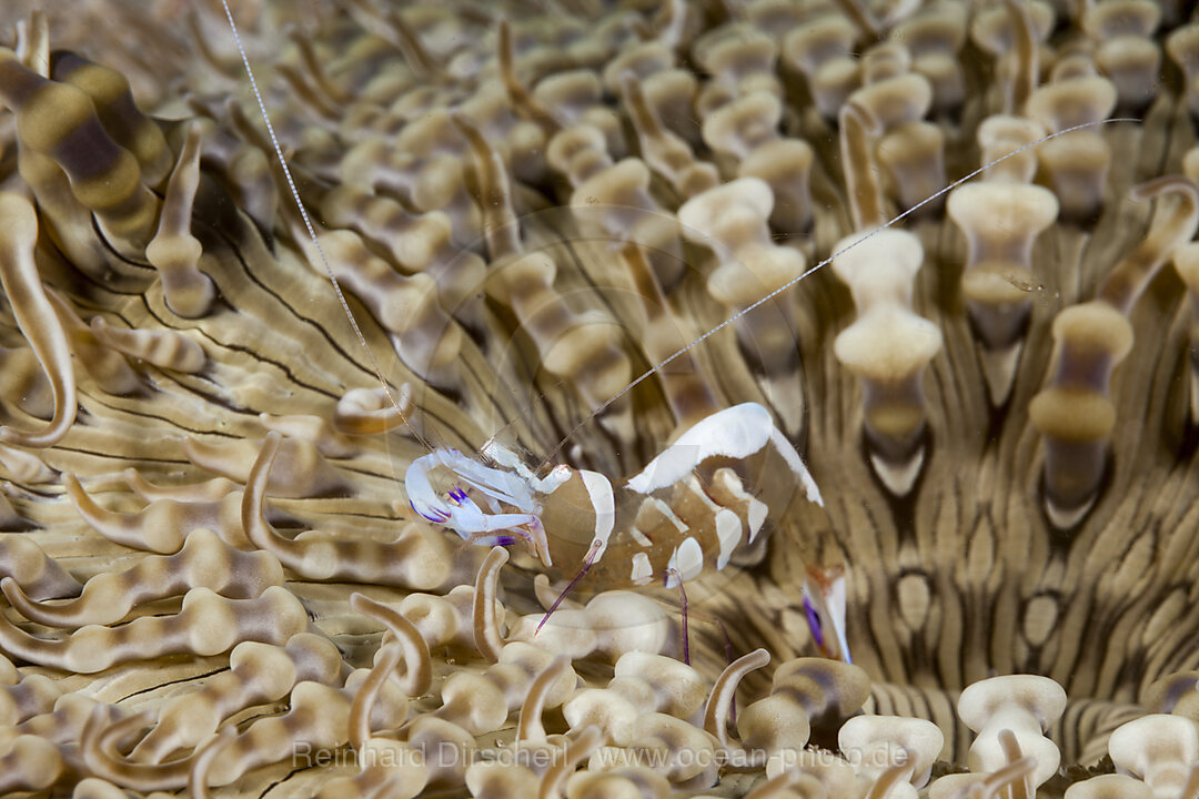 Partnergarnele in Anemone, Periclimenes magnificus, Raja Ampat, West Papua, Indonesien