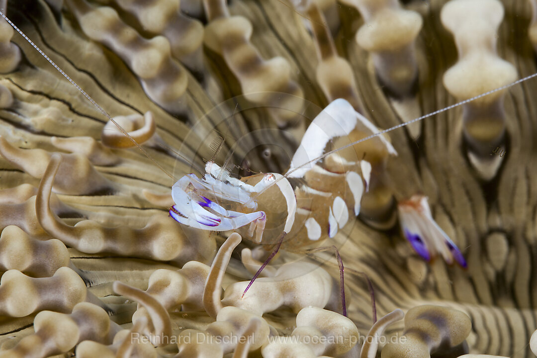 Partnergarnele in Anemone, Periclimenes magnificus, Raja Ampat, West Papua, Indonesien